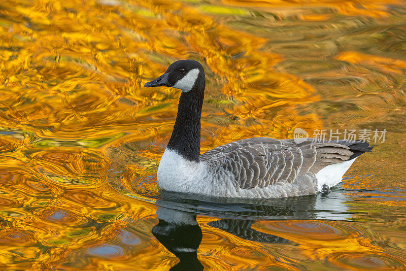 加拿大鹅(Branta canadensis)